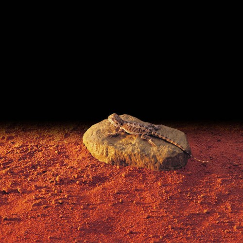 ROCA CALEFACTORA EXO TERRA