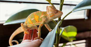 Reptil