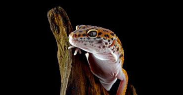 Reptiles Insecvita